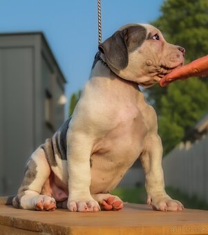 American Bully XL - 7