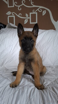 Belgický ovčák malinois bez PP - 7
