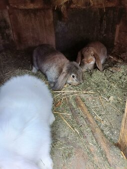 Predám králiky - 7