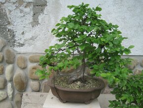 bonsai,bonsaj-hrab 14 - 7