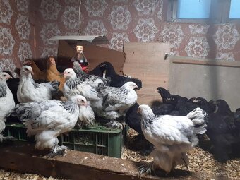 brahma, brahmanka,brahmanky, brahmanka velka - 7