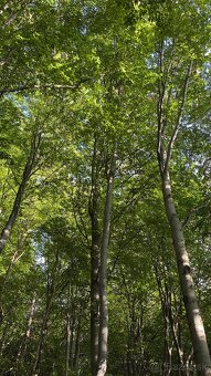 Les na predaj Bodovce - 7