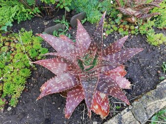 Kaktus ,Aloe - 7