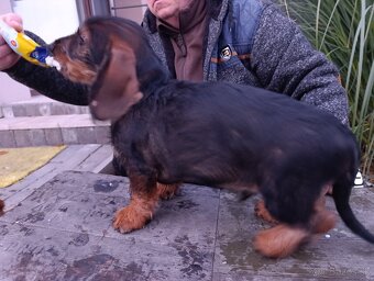 Jazvečík Hrubosrstý - 7