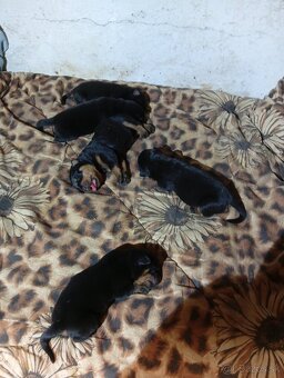 Šteňatá Rottweiler - 7
