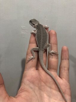 Hypo zero, Agama bradatá - 7