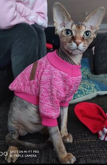 Sphynx - 7
