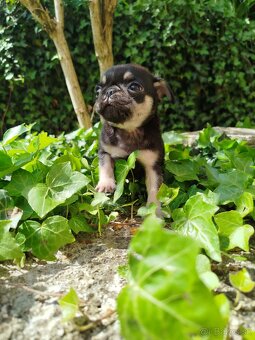 Mops - 7
