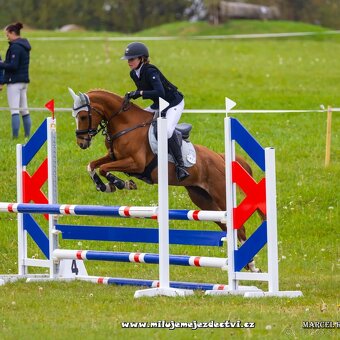 Sportovní pony klisna - 7