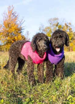 Labradoodle F1B - 7