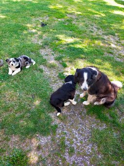 Steniatka Border Collie ( kolia ) k odberu - 7