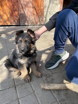 Nemecky ovčiak. - 7