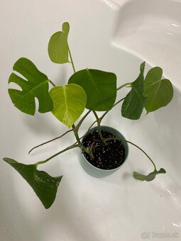 Monstera albo - 7
