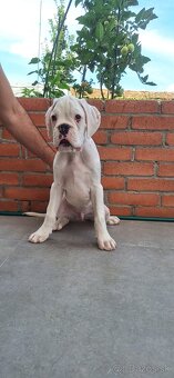 Nemecký boxer s PP Biely pes - 7