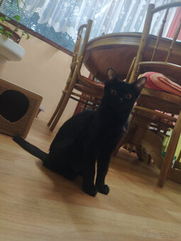 Darujem mačiatka – Murko (tabby) a Dora (čierna), 4 mesiace - 7
