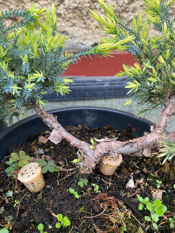 Borievky + Smrek biely - 7