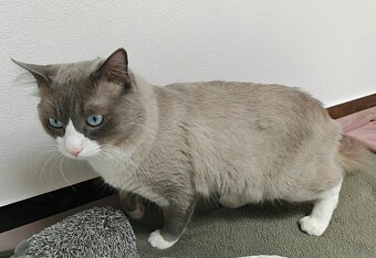 Ragdoll predám - 7