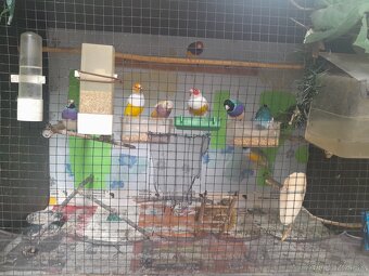 Amadina Gouldova - 7