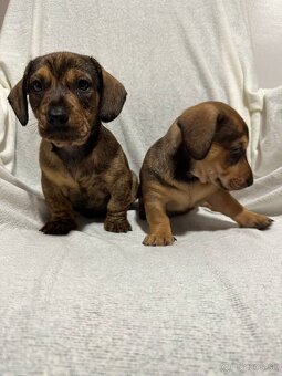 Jazvečík, jazvec - 7