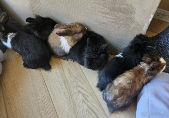 Zakrslý králík - 7