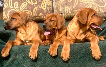 Tosa Inu s PP (FCI) - 7