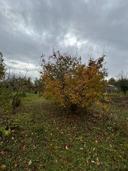 Záhrada vo Svätom Jure - 7