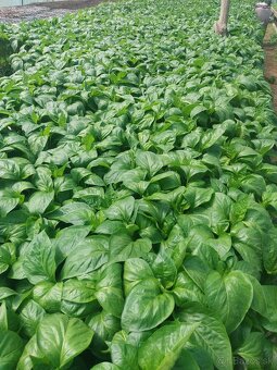 Planty ,priesady,paprika,rajčina,uhorky,cukety - 7