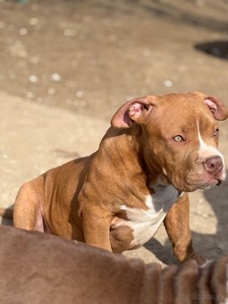 American Bully - 7