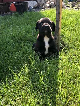 Staford-cane corso - 7