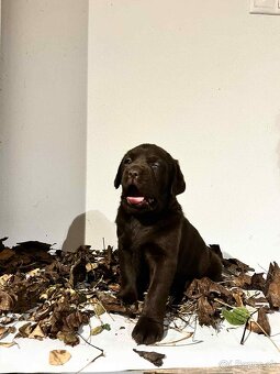 Labrador čokoladový - 7