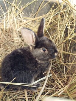 Predám zakrslých zajačikov. - 7