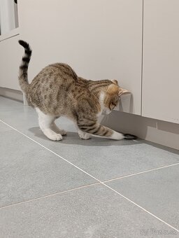 Darujem mačiatko - 7