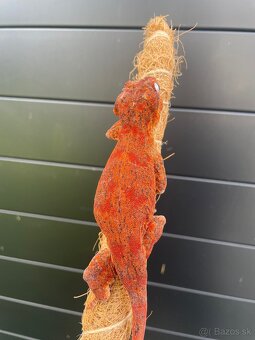 Gekon hrbolkohlavý / Gargoyle Gecko - 7