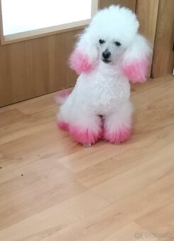 Pudel Pudlik Toy - 7