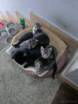 Darujem mačiatka - 7