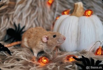 🐭 potkan, potkaníky 🐰 - 7