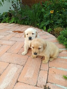 Labrador šteniatka - 7