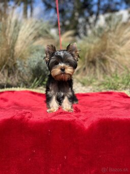 Yorkshire terrier, jorkšírsky teriér s PP FCI - 7
