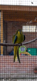 Neoféma ozdobná - 7