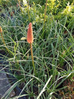 Vavrinovec NOVITA 70-80cm - 7