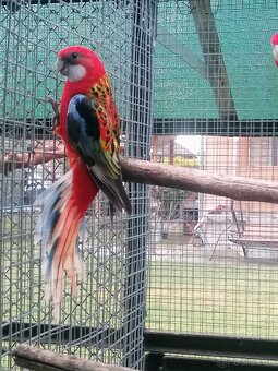 Rozela pestrá červená - 7