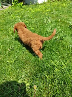 Mini goldendoodle - 7