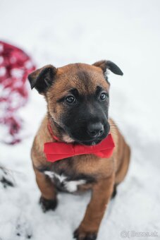 Šteniatka belgický ovčiak malinois s PP - 7