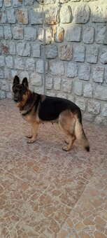 Nemecký ovčiak šteňatá - 7