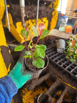 Laurel Novita wawrzyn PRUNUS 0.7l 20-30cm - 7