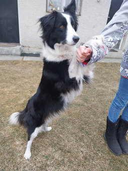 Šteňatá Border kólie - 7