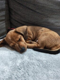 Jazvečík trpaslici - 7