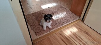 Yorkshire terier biewer - 7