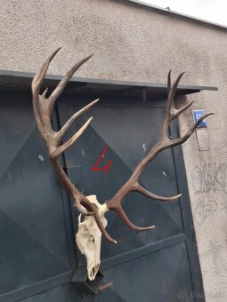 Trofeje, parožie - 7