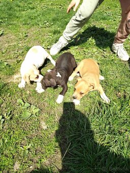 PITBUL - 7